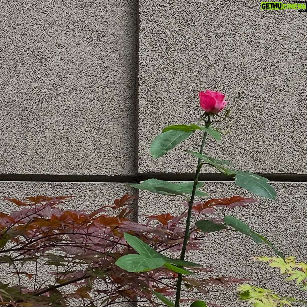 Hare Sürel - 6.5K Likes - 🦎🌸