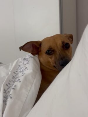Helena Isabel Patricio Instagram - My whole life 🩷
Os meus cães são o meu suporte emocional.
São casa. São amor. São colo.
Uma casa sem cães, é uma casa vazia!
Anseio pelo dia em que possamos ter mais liberdade para viajar juntas sem que tenham que passar por todo um processo de muita ansiedade ✈️ e que possamos poder partilhar mais espaços juntas.
Faltam poucos dias para o final do ano, e não tem como não partilhar convosco o bem elas me fazem 🩷