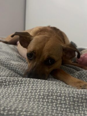 Helena Isabel Patricio Instagram - My whole life 🩷
Os meus cães são o meu suporte emocional.
São casa. São amor. São colo.
Uma casa sem cães, é uma casa vazia!
Anseio pelo dia em que possamos ter mais liberdade para viajar juntas sem que tenham que passar por todo um processo de muita ansiedade ✈️ e que possamos poder partilhar mais espaços juntas.
Faltam poucos dias para o final do ano, e não tem como não partilhar convosco o bem elas me fazem 🩷