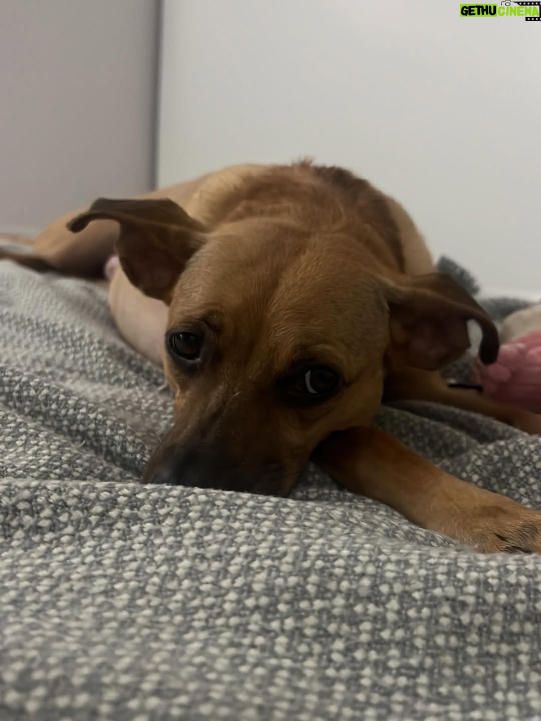 Helena Isabel Patricio - 2.4K Likes - My whole life 🩷

Os meus cães são o meu suporte emocional.
São casa. São amor. São colo.

Uma casa sem cães, é uma casa vazia! 

Anseio pelo dia em que possamos ter mais liberdade para viajar juntas sem que tenham que passar por todo um processo de muita ansiedade ✈️ e que possamos poder partilhar mais espaços juntas.

Faltam poucos dias para o final do ano, e não tem como não partilhar convosco o bem elas me fazem 🩷