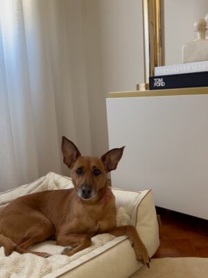 Helena Isabel Patricio Instagram - My whole life 🩷
Os meus cães são o meu suporte emocional.
São casa. São amor. São colo.
Uma casa sem cães, é uma casa vazia!
Anseio pelo dia em que possamos ter mais liberdade para viajar juntas sem que tenham que passar por todo um processo de muita ansiedade ✈️ e que possamos poder partilhar mais espaços juntas.
Faltam poucos dias para o final do ano, e não tem como não partilhar convosco o bem elas me fazem 🩷