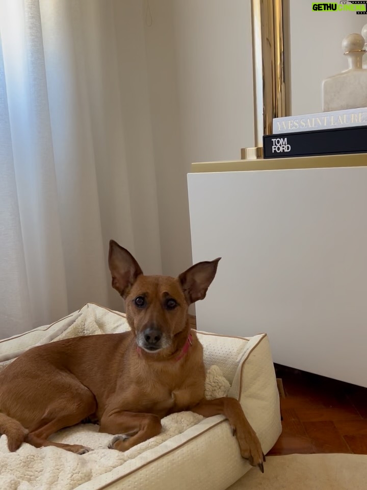 Helena Isabel Patricio - 2.4K Likes - My whole life 🩷

Os meus cães são o meu suporte emocional.
São casa. São amor. São colo.

Uma casa sem cães, é uma casa vazia! 

Anseio pelo dia em que possamos ter mais liberdade para viajar juntas sem que tenham que passar por todo um processo de muita ansiedade ✈️ e que possamos poder partilhar mais espaços juntas.

Faltam poucos dias para o final do ano, e não tem como não partilhar convosco o bem elas me fazem 🩷