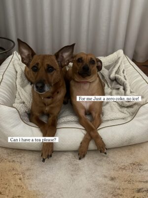 Helena Isabel Patricio Instagram - My whole life 🩷
Os meus cães são o meu suporte emocional.
São casa. São amor. São colo.
Uma casa sem cães, é uma casa vazia!
Anseio pelo dia em que possamos ter mais liberdade para viajar juntas sem que tenham que passar por todo um processo de muita ansiedade ✈️ e que possamos poder partilhar mais espaços juntas.
Faltam poucos dias para o final do ano, e não tem como não partilhar convosco o bem elas me fazem 🩷