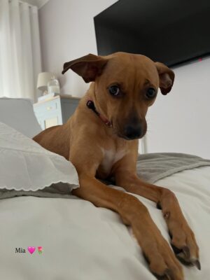 Helena Isabel Patricio Instagram - My whole life 🩷
Os meus cães são o meu suporte emocional.
São casa. São amor. São colo.
Uma casa sem cães, é uma casa vazia!
Anseio pelo dia em que possamos ter mais liberdade para viajar juntas sem que tenham que passar por todo um processo de muita ansiedade ✈️ e que possamos poder partilhar mais espaços juntas.
Faltam poucos dias para o final do ano, e não tem como não partilhar convosco o bem elas me fazem 🩷