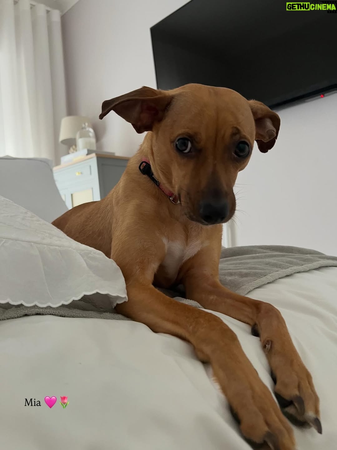Helena Isabel Patricio - 2.4K Likes - My whole life 🩷

Os meus cães são o meu suporte emocional.
São casa. São amor. São colo.

Uma casa sem cães, é uma casa vazia! 

Anseio pelo dia em que possamos ter mais liberdade para viajar juntas sem que tenham que passar por todo um processo de muita ansiedade ✈️ e que possamos poder partilhar mais espaços juntas.

Faltam poucos dias para o final do ano, e não tem como não partilhar convosco o bem elas me fazem 🩷