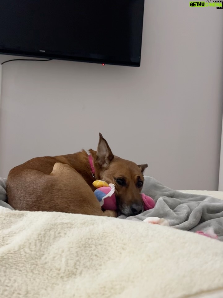 Helena Isabel Patricio - 2.4K Likes - My whole life 🩷

Os meus cães são o meu suporte emocional.
São casa. São amor. São colo.

Uma casa sem cães, é uma casa vazia! 

Anseio pelo dia em que possamos ter mais liberdade para viajar juntas sem que tenham que passar por todo um processo de muita ansiedade ✈️ e que possamos poder partilhar mais espaços juntas.

Faltam poucos dias para o final do ano, e não tem como não partilhar convosco o bem elas me fazem 🩷