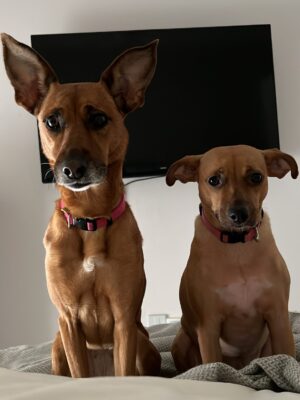 Helena Isabel Patricio Instagram - My whole life 🩷
Os meus cães são o meu suporte emocional.
São casa. São amor. São colo.
Uma casa sem cães, é uma casa vazia!
Anseio pelo dia em que possamos ter mais liberdade para viajar juntas sem que tenham que passar por todo um processo de muita ansiedade ✈️ e que possamos poder partilhar mais espaços juntas.
Faltam poucos dias para o final do ano, e não tem como não partilhar convosco o bem elas me fazem 🩷