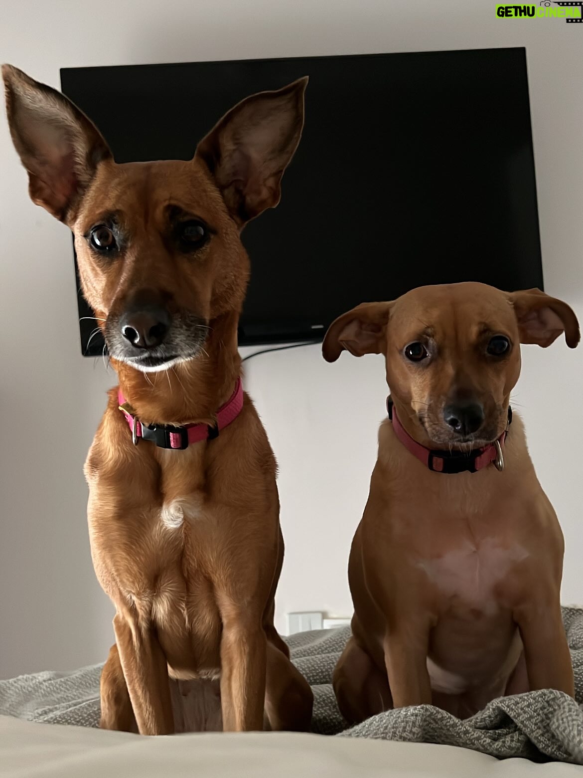 Helena Isabel Patricio - 2.4K Likes - My whole life 🩷

Os meus cães são o meu suporte emocional.
São casa. São amor. São colo.

Uma casa sem cães, é uma casa vazia! 

Anseio pelo dia em que possamos ter mais liberdade para viajar juntas sem que tenham que passar por todo um processo de muita ansiedade ✈️ e que possamos poder partilhar mais espaços juntas.

Faltam poucos dias para o final do ano, e não tem como não partilhar convosco o bem elas me fazem 🩷