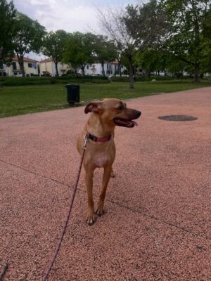 Helena Isabel Patricio Instagram - My whole life 🩷
Os meus cães são o meu suporte emocional.
São casa. São amor. São colo.
Uma casa sem cães, é uma casa vazia!
Anseio pelo dia em que possamos ter mais liberdade para viajar juntas sem que tenham que passar por todo um processo de muita ansiedade ✈️ e que possamos poder partilhar mais espaços juntas.
Faltam poucos dias para o final do ano, e não tem como não partilhar convosco o bem elas me fazem 🩷