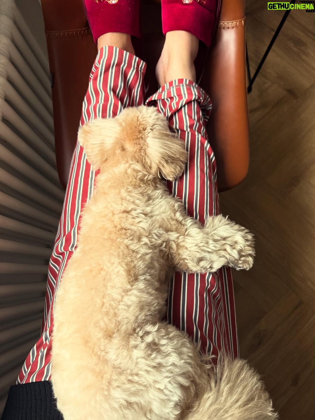 Irina Myagkova - 23K Likes - Внимание. Толику сегодня 5 лет🤟🏽♥️ Анатолий Иринович, люблю сильнейше! Отмечать не будем, потому что он собака и не понимает😁
