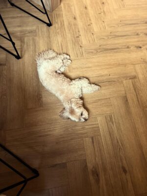 Irina Myagkova Instagram - Внимание. Толику сегодня 5 лет🤟🏽♥️ Анатолий Иринович, люблю сильнейше! Отмечать не будем, потому что он собака и не понимает😁