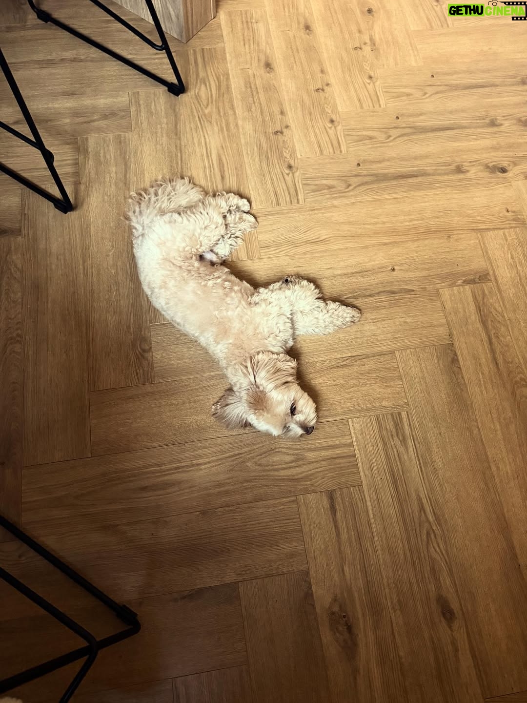 Irina Myagkova - 23K Likes - Внимание. Толику сегодня 5 лет🤟🏽♥️ Анатолий Иринович, люблю сильнейше! Отмечать не будем, потому что он собака и не понимает😁