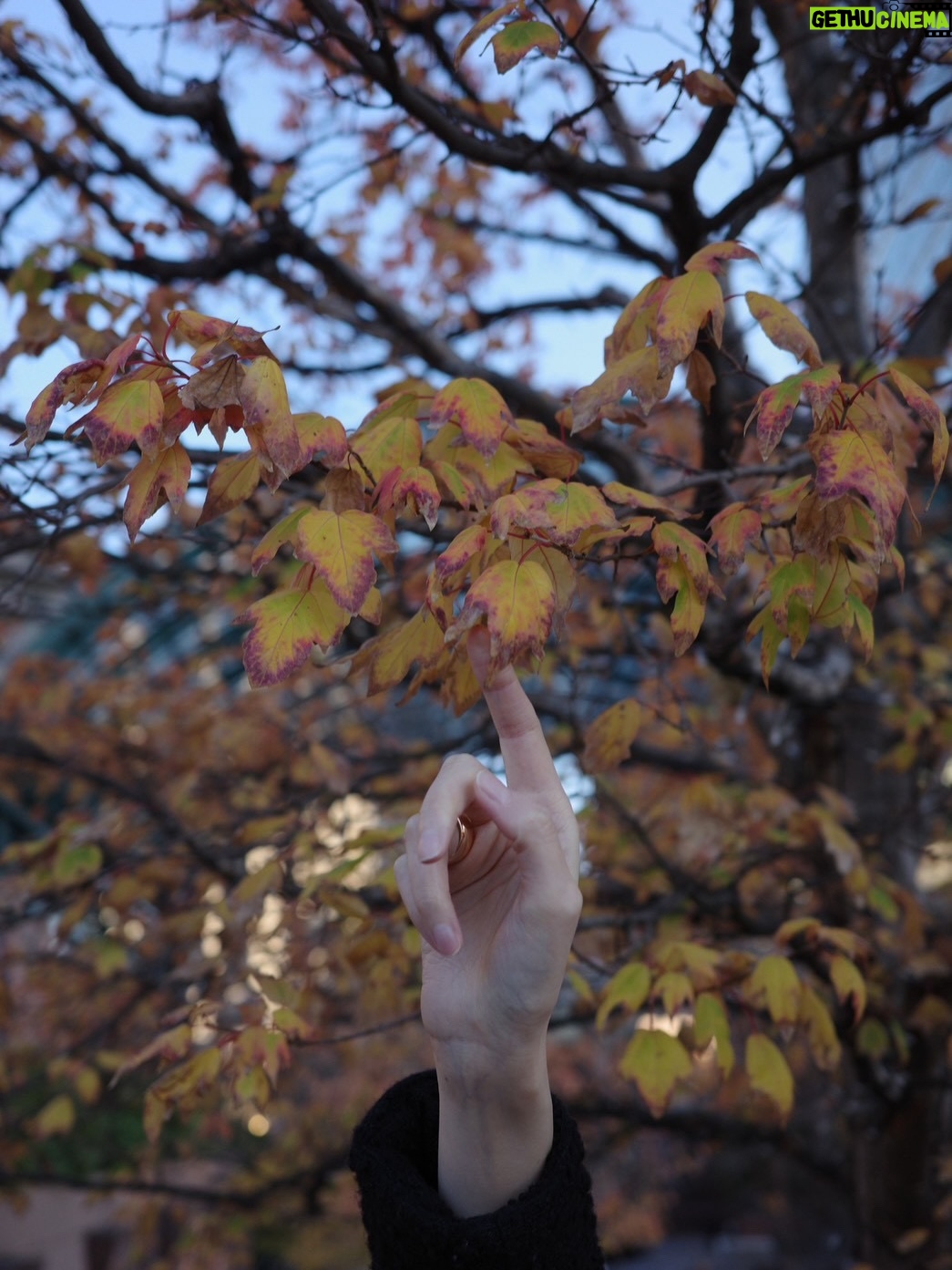 Ito Ohno - 10.4K Likes - もうすぐ12月ですね🍂
温かくして過ごしましょう☺︎

#紅葉