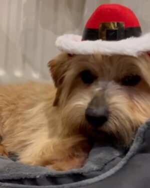 Jane Moore Instagram - There’s a new man in my life…
Meet ‘Cowboy’ - he’s an 8 year-old Norfolk terrier and former stud dog who needed a new home to retire to.
Despite a birth name that’s suggests he’s better suited to a life in the countryside from whence he came, he’s adapted to city life very quickly and is an absolute sweetie.
It’s been over two years since my Tibetan terrier Jasper died and, despite thinking I wouldn’t get another, there was a dog-shaped hole in my life so I decided to take the plunge and give this charming fella a new home.
He’s already got his Christmas hat (photo 2). #norfolkterrier #norfolkterriersofinstagram