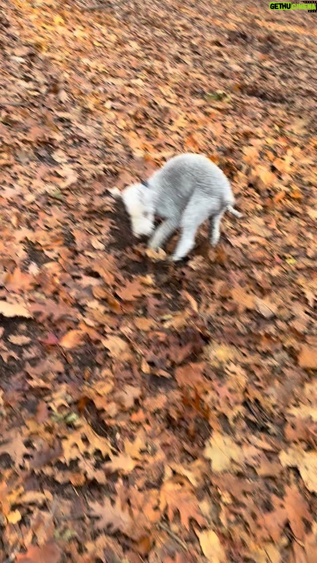Janice Dean - 1.9K Likes - Lola reminds us to be thankful for the little things in life.  Piles of leaves and dirt can bring absolute joy (and zoomies!) 

Happy Thanksgiving, my friends. Love to you all. 

JD