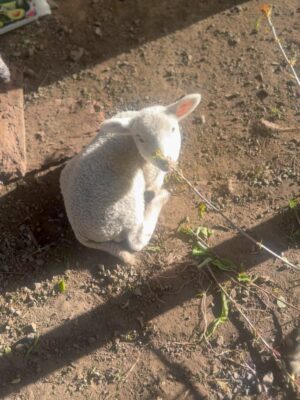 Javiera Díaz de Valdés Instagram - Gracias Volcán, gracias Remigio 🐏, gracias perros y gatos, Melania, bosque 🌳, lluvia, fuego, puelche, Curarrehue, cine, vida, equipo, sol, piedras, río, lagos, frío, calor, día, noche, rulos, aceites, aromas, sopaipillas, actores, maestros, Ngen, tierra, patos, gallinas, bandurrias, vivos, muertos, abuela, cansancio, alegría, nervios, paciencia, por darme permiso para ejercer y aprender más y más de mi profesión. Chaltumay, mañum. ♥️