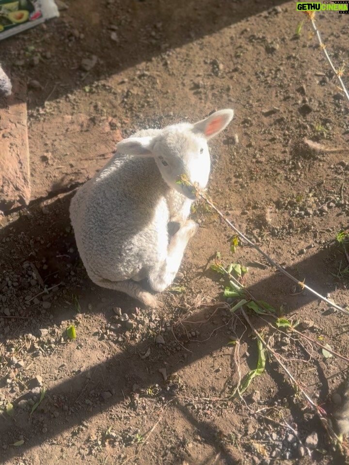 Javiera Díaz de Valdés - 4.4K Likes - Gracias Volcán, gracias Remigio 🐏, gracias perros y gatos, Melania, bosque 🌳, lluvia, fuego, puelche, Curarrehue, cine, vida, equipo, sol, piedras, río, lagos, frío, calor, día, noche, rulos, aceites, aromas, sopaipillas, actores, maestros, Ngen, tierra, patos, gallinas, bandurrias, vivos, muertos, abuela, cansancio, alegría, nervios, paciencia, por darme permiso para ejercer y aprender más y más de mi profesión. Chaltumay, mañum. ♥️