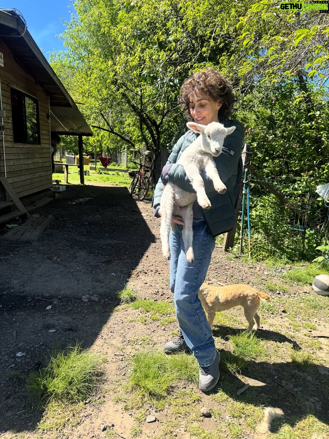 Javiera Díaz de Valdés - 4.4K Likes - Gracias Volcán, gracias Remigio 🐏, gracias perros y gatos, Melania, bosque 🌳, lluvia, fuego, puelche, Curarrehue, cine, vida, equipo, sol, piedras, río, lagos, frío, calor, día, noche, rulos, aceites, aromas, sopaipillas, actores, maestros, Ngen, tierra, patos, gallinas, bandurrias, vivos, muertos, abuela, cansancio, alegría, nervios, paciencia, por darme permiso para ejercer y aprender más y más de mi profesión. Chaltumay, mañum. ♥️