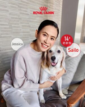 Jessica Hsuan Instagram - 颱風之後，我接咗個「暫託失敗」嘅任務，仲升級做咗奴才😆
華加沙來襲前 ，喺Threads見到好多香港人幫手暫託shelter嘅毛孩，當刻感覺都應該要出一分力。打咗兩個唔同shelter嘅電話問，知道後生、冇病冇痛嘅狗狗，都已經俾人暫託晒。剩低喺度等緊人幫手嘅，全部都係老狗，或者係有病、有啲特別需要照顧嘅狗狗。

同姐姐商量過後，我哋兩個都覺得，既然我哋都有照顧老狗同病狗嘅經驗（姐姐仲係照顧病狗嘅能手！），不如就接呢啲最需要幫助嘅小朋友啦。就係咁，我哋就決定咗暫託細佬。

後來接左佢之後同shelter了解多啲，先知細佬原來舊年因為前主人要移民，所以被送咗入嚟。聽到呢度，個心真係「噏」一下，即刻同姐姐講：「唔得啦，我唔捨得送返佢返去shelter喇。」我只係想佢喺最後呢段日子，可以食得飽、瞓得好、過得開心。就係咁，我正式宣佈：我今次「暫託」任務，失敗喇！ 我要陪佢到尾。

細佬嘅日常，就係食、瞓、poopoo。
細佬已經14歲，每日大部分時間都好安靜咁瞓覺，係一隻好乖嘅老寶寶。佢食飯好開心，胃口仲好好，便便都好靚，身體底子原來唔錯。為咗安心，我第一時間帶佢去獸醫做body check。報告出嚟，總算放心晒，身體大致正常，只係眼睛同耳朵有少少發炎，即刻開始幫佢滴藥處理。至於體能呢，佢就有一般熟齡狗嘅問題，後腳有啲冇力，行路慢吞吞——不過，一見到食物或者零食，對腳即刻充滿力量，行快兩步都得！ 真係現實到不得了，笑死我。

既然身體冇大礙，我哋就開始幫佢從飲食入手，養好佢個老身體。目標好明確：唔好俾佢過重，同埋要提升活力同免疫力（同我哋人老咗要保養一樣㗎嘛！）。我揀咗Royal Canin 嘅熟齡犬系列狗糧俾佢。

點解揀Royal Canin呢？因為佢呢款糧係專為年長狗狗設計，針對老年期常見嘅健康需要，配方科學、營養均衡，幫助狗狗延緩衰老、保持活力。

1️⃣維持活力與免疫力 - 配方入面含有 EPA、DHA同抗氧化維他命 C、E，有助減低體內慢性炎症、提升免疫系統功能，等年長狗狗冇咁易病，精神都好啲。Omega-3 好野嚟㗎！仲可以改善細佬嘅皮膚狀況，減少乾燥痕癢，令佢地啲毛髮保持強韌有光澤。

2️⃣關節同肌肉保健 - 對年紀大嘅狗狗嚟講，關節問題好常見。Royal Canin 配方加入咗適量礦物質同關節營養素，幫助保持骨骼健康，同時有優質蛋白質，幫助維持肌肉量，等佢哋行得輕鬆啲、活動力高啲，見到零食跑得再快啲🤣。

3️⃣控制體重同時促進消化健康 - 年長狗狗會郁少好多，如果攝取太多熱量好容易變肥，雖然好可愛，但係會加重關節負擔。呢款糧控制咗熱量，食咗都Keep到Fit。而且用咗高消化率蛋白質，加埋均衡膳食纖維，幫助消化系統運作正常，減少軟便或腸胃不適，對好似細佬咁嘅大狗特別有幫助㗎。

而家嘅細佬，就係一位退休老爺。
佢每日主要任務就係瞓覺、等食、散步同便便。佢性格比較「狗本位」，鍾意同狗玩多過同人玩，所以我同姐姐都好有自知之明——我哋喺佢心目中，大概就係兩個負責開罐頭、清便便嘅「高級奴才」。😂

不過，真係冇所謂㗎。佢愛唔愛我，其實一啲都唔重要。我最想見到嘅，係佢每日瞓得安樂、食得滋味、便得暢順。只要佢過得開心，我就會跟住開心。 能夠陪住一個曾經被放棄嘅老靈魂，安安穩穩咁過日子，已經係我收到最好嘅禮物。❤️

希望細佬嘅故事，可以令更多人考慮幫助一啲年紀大、或者有特別需要嘅動物。佢哋嘅愛，一樣好純粹，好溫暖。

#RoyalCaninHK #獸醫推薦品牌 #熟齡系列 #一世寵幸世一健康 #全方位守護熟齡所需
@royalcaninhk