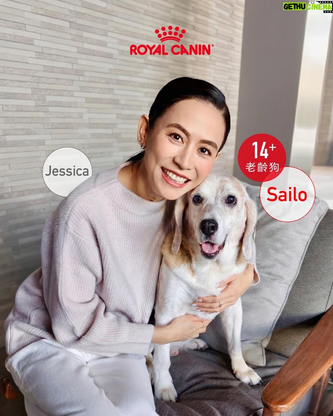 Jessica Hsuan - 8.2K Likes - 颱風之後，我接咗個「暫託失敗」嘅任務，仲升級做咗奴才😆
華加沙來襲前 ，喺Threads見到好多香港人幫手暫託shelter嘅毛孩，當刻感覺都應該要出一分力。打咗兩個唔同shelter嘅電話問，知道後生、冇病冇痛嘅狗狗，都已經俾人暫託晒。剩低喺度等緊人幫手嘅，全部都係老狗，或者係有病、有啲特別需要照顧嘅狗狗。

同姐姐商量過後，我哋兩個都覺得，既然我哋都有照顧老狗同病狗嘅經驗（姐姐仲係照顧病狗嘅能手！），不如就接呢啲最需要幫助嘅小朋友啦。就係咁，我哋就決定咗暫託細佬。

後來接左佢之後同shelter了解多啲，先知細佬原來舊年因為前主人要移民，所以被送咗入嚟。聽到呢度，個心真係「噏」一下，即刻同姐姐講：「唔得啦，我唔捨得送返佢返去shelter喇。」我只係想佢喺最後呢段日子，可以食得飽、瞓得好、過得開心。就係咁，我正式宣佈：我今次「暫託」任務，失敗喇！ 我要陪佢到尾。

細佬嘅日常，就係食、瞓、poopoo。
細佬已經14歲，每日大部分時間都好安靜咁瞓覺，係一隻好乖嘅老寶寶。佢食飯好開心，胃口仲好好，便便都好靚，身體底子原來唔錯。為咗安心，我第一時間帶佢去獸醫做body check。報告出嚟，總算放心晒，身體大致正常，只係眼睛同耳朵有少少發炎，即刻開始幫佢滴藥處理。至於體能呢，佢就有一般熟齡狗嘅問題，後腳有啲冇力，行路慢吞吞——不過，一見到食物或者零食，對腳即刻充滿力量，行快兩步都得！ 真係現實到不得了，笑死我。

既然身體冇大礙，我哋就開始幫佢從飲食入手，養好佢個老身體。目標好明確：唔好俾佢過重，同埋要提升活力同免疫力（同我哋人老咗要保養一樣㗎嘛！）。我揀咗Royal Canin 嘅熟齡犬系列狗糧俾佢。

點解揀Royal Canin呢？因為佢呢款糧係專為年長狗狗設計，針對老年期常見嘅健康需要，配方科學、營養均衡，幫助狗狗延緩衰老、保持活力。

1️⃣維持活力與免疫力 - 配方入面含有 EPA、DHA同抗氧化維他命 C、E，有助減低體內慢性炎症、提升免疫系統功能，等年長狗狗冇咁易病，精神都好啲。Omega-3 好野嚟㗎！仲可以改善細佬嘅皮膚狀況，減少乾燥痕癢，令佢地啲毛髮保持強韌有光澤。

2️⃣關節同肌肉保健 - 對年紀大嘅狗狗嚟講，關節問題好常見。Royal Canin 配方加入咗適量礦物質同關節營養素，幫助保持骨骼健康，同時有優質蛋白質，幫助維持肌肉量，等佢哋行得輕鬆啲、活動力高啲，見到零食跑得再快啲🤣。

3️⃣控制體重同時促進消化健康 - 年長狗狗會郁少好多，如果攝取太多熱量好容易變肥，雖然好可愛，但係會加重關節負擔。呢款糧控制咗熱量，食咗都Keep到Fit。而且用咗高消化率蛋白質，加埋均衡膳食纖維，幫助消化系統運作正常，減少軟便或腸胃不適，對好似細佬咁嘅大狗特別有幫助㗎。

而家嘅細佬，就係一位退休老爺。
佢每日主要任務就係瞓覺、等食、散步同便便。佢性格比較「狗本位」，鍾意同狗玩多過同人玩，所以我同姐姐都好有自知之明——我哋喺佢心目中，大概就係兩個負責開罐頭、清便便嘅「高級奴才」。😂

不過，真係冇所謂㗎。佢愛唔愛我，其實一啲都唔重要。我最想見到嘅，係佢每日瞓得安樂、食得滋味、便得暢順。只要佢過得開心，我就會跟住開心。 能夠陪住一個曾經被放棄嘅老靈魂，安安穩穩咁過日子，已經係我收到最好嘅禮物。❤️

希望細佬嘅故事，可以令更多人考慮幫助一啲年紀大、或者有特別需要嘅動物。佢哋嘅愛，一樣好純粹，好溫暖。

#RoyalCaninHK #獸醫推薦品牌 #熟齡系列 #一世寵幸世一健康 #全方位守護熟齡所需
@royalcaninhk
