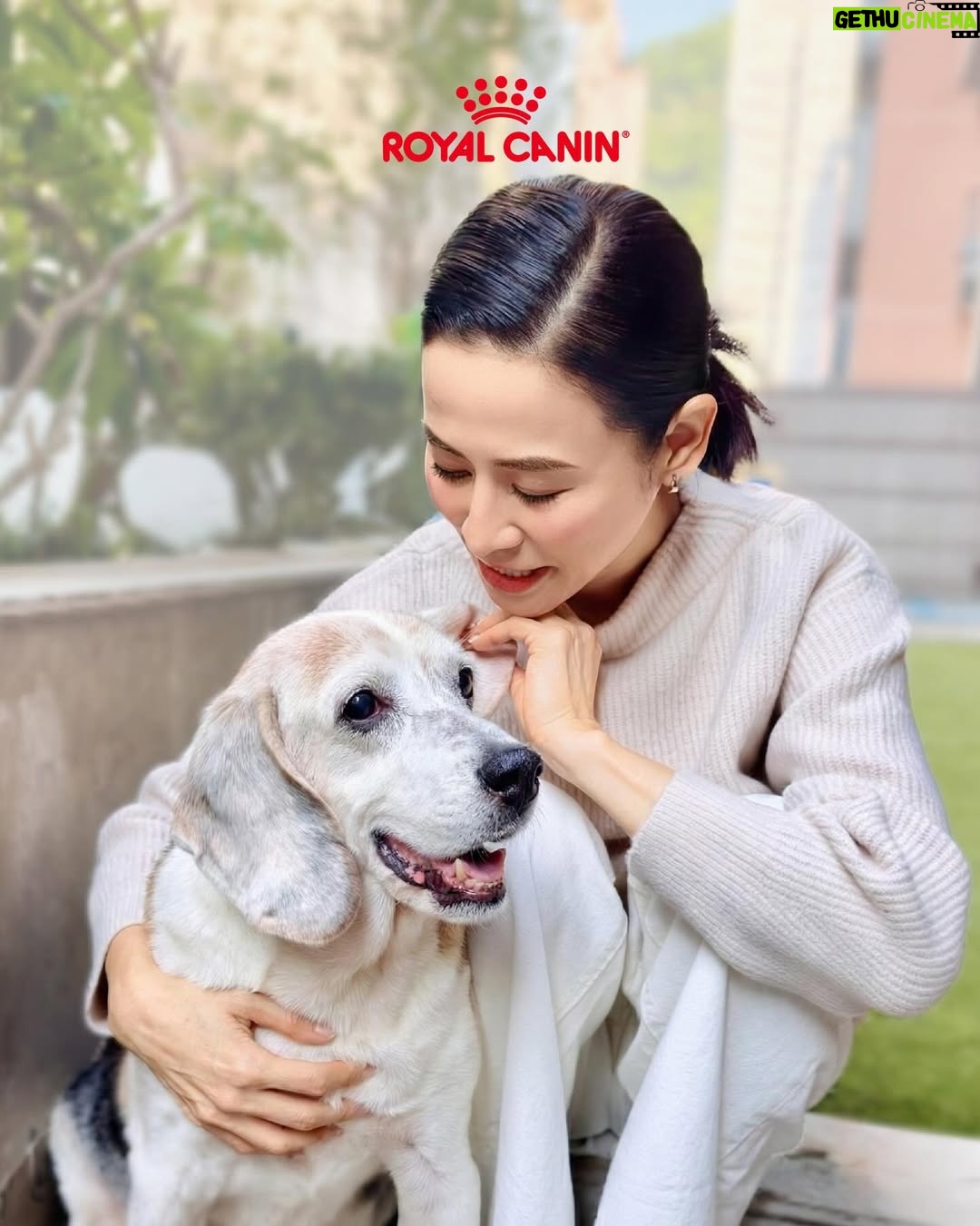 Jessica Hsuan - 8.2K Likes - 颱風之後，我接咗個「暫託失敗」嘅任務，仲升級做咗奴才😆
華加沙來襲前 ，喺Threads見到好多香港人幫手暫託shelter嘅毛孩，當刻感覺都應該要出一分力。打咗兩個唔同shelter嘅電話問，知道後生、冇病冇痛嘅狗狗，都已經俾人暫託晒。剩低喺度等緊人幫手嘅，全部都係老狗，或者係有病、有啲特別需要照顧嘅狗狗。

同姐姐商量過後，我哋兩個都覺得，既然我哋都有照顧老狗同病狗嘅經驗（姐姐仲係照顧病狗嘅能手！），不如就接呢啲最需要幫助嘅小朋友啦。就係咁，我哋就決定咗暫託細佬。

後來接左佢之後同shelter了解多啲，先知細佬原來舊年因為前主人要移民，所以被送咗入嚟。聽到呢度，個心真係「噏」一下，即刻同姐姐講：「唔得啦，我唔捨得送返佢返去shelter喇。」我只係想佢喺最後呢段日子，可以食得飽、瞓得好、過得開心。就係咁，我正式宣佈：我今次「暫託」任務，失敗喇！ 我要陪佢到尾。

細佬嘅日常，就係食、瞓、poopoo。
細佬已經14歲，每日大部分時間都好安靜咁瞓覺，係一隻好乖嘅老寶寶。佢食飯好開心，胃口仲好好，便便都好靚，身體底子原來唔錯。為咗安心，我第一時間帶佢去獸醫做body check。報告出嚟，總算放心晒，身體大致正常，只係眼睛同耳朵有少少發炎，即刻開始幫佢滴藥處理。至於體能呢，佢就有一般熟齡狗嘅問題，後腳有啲冇力，行路慢吞吞——不過，一見到食物或者零食，對腳即刻充滿力量，行快兩步都得！ 真係現實到不得了，笑死我。

既然身體冇大礙，我哋就開始幫佢從飲食入手，養好佢個老身體。目標好明確：唔好俾佢過重，同埋要提升活力同免疫力（同我哋人老咗要保養一樣㗎嘛！）。我揀咗Royal Canin 嘅熟齡犬系列狗糧俾佢。

點解揀Royal Canin呢？因為佢呢款糧係專為年長狗狗設計，針對老年期常見嘅健康需要，配方科學、營養均衡，幫助狗狗延緩衰老、保持活力。

1️⃣維持活力與免疫力 - 配方入面含有 EPA、DHA同抗氧化維他命 C、E，有助減低體內慢性炎症、提升免疫系統功能，等年長狗狗冇咁易病，精神都好啲。Omega-3 好野嚟㗎！仲可以改善細佬嘅皮膚狀況，減少乾燥痕癢，令佢地啲毛髮保持強韌有光澤。

2️⃣關節同肌肉保健 - 對年紀大嘅狗狗嚟講，關節問題好常見。Royal Canin 配方加入咗適量礦物質同關節營養素，幫助保持骨骼健康，同時有優質蛋白質，幫助維持肌肉量，等佢哋行得輕鬆啲、活動力高啲，見到零食跑得再快啲🤣。

3️⃣控制體重同時促進消化健康 - 年長狗狗會郁少好多，如果攝取太多熱量好容易變肥，雖然好可愛，但係會加重關節負擔。呢款糧控制咗熱量，食咗都Keep到Fit。而且用咗高消化率蛋白質，加埋均衡膳食纖維，幫助消化系統運作正常，減少軟便或腸胃不適，對好似細佬咁嘅大狗特別有幫助㗎。

而家嘅細佬，就係一位退休老爺。
佢每日主要任務就係瞓覺、等食、散步同便便。佢性格比較「狗本位」，鍾意同狗玩多過同人玩，所以我同姐姐都好有自知之明——我哋喺佢心目中，大概就係兩個負責開罐頭、清便便嘅「高級奴才」。😂

不過，真係冇所謂㗎。佢愛唔愛我，其實一啲都唔重要。我最想見到嘅，係佢每日瞓得安樂、食得滋味、便得暢順。只要佢過得開心，我就會跟住開心。 能夠陪住一個曾經被放棄嘅老靈魂，安安穩穩咁過日子，已經係我收到最好嘅禮物。❤️

希望細佬嘅故事，可以令更多人考慮幫助一啲年紀大、或者有特別需要嘅動物。佢哋嘅愛，一樣好純粹，好溫暖。

#RoyalCaninHK #獸醫推薦品牌 #熟齡系列 #一世寵幸世一健康 #全方位守護熟齡所需
@royalcaninhk