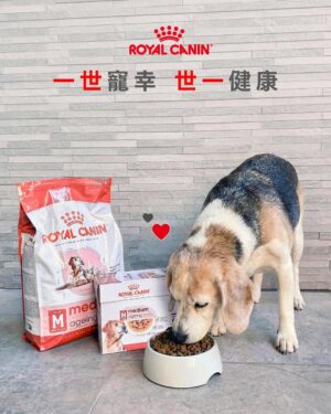 Jessica Hsuan Instagram - 颱風之後，我接咗個「暫託失敗」嘅任務，仲升級做咗奴才😆
華加沙來襲前 ，喺Threads見到好多香港人幫手暫託shelter嘅毛孩，當刻感覺都應該要出一分力。打咗兩個唔同shelter嘅電話問，知道後生、冇病冇痛嘅狗狗，都已經俾人暫託晒。剩低喺度等緊人幫手嘅，全部都係老狗，或者係有病、有啲特別需要照顧嘅狗狗。

同姐姐商量過後，我哋兩個都覺得，既然我哋都有照顧老狗同病狗嘅經驗（姐姐仲係照顧病狗嘅能手！），不如就接呢啲最需要幫助嘅小朋友啦。就係咁，我哋就決定咗暫託細佬。

後來接左佢之後同shelter了解多啲，先知細佬原來舊年因為前主人要移民，所以被送咗入嚟。聽到呢度，個心真係「噏」一下，即刻同姐姐講：「唔得啦，我唔捨得送返佢返去shelter喇。」我只係想佢喺最後呢段日子，可以食得飽、瞓得好、過得開心。就係咁，我正式宣佈：我今次「暫託」任務，失敗喇！ 我要陪佢到尾。

細佬嘅日常，就係食、瞓、poopoo。
細佬已經14歲，每日大部分時間都好安靜咁瞓覺，係一隻好乖嘅老寶寶。佢食飯好開心，胃口仲好好，便便都好靚，身體底子原來唔錯。為咗安心，我第一時間帶佢去獸醫做body check。報告出嚟，總算放心晒，身體大致正常，只係眼睛同耳朵有少少發炎，即刻開始幫佢滴藥處理。至於體能呢，佢就有一般熟齡狗嘅問題，後腳有啲冇力，行路慢吞吞——不過，一見到食物或者零食，對腳即刻充滿力量，行快兩步都得！ 真係現實到不得了，笑死我。

既然身體冇大礙，我哋就開始幫佢從飲食入手，養好佢個老身體。目標好明確：唔好俾佢過重，同埋要提升活力同免疫力（同我哋人老咗要保養一樣㗎嘛！）。我揀咗Royal Canin 嘅熟齡犬系列狗糧俾佢。

點解揀Royal Canin呢？因為佢呢款糧係專為年長狗狗設計，針對老年期常見嘅健康需要，配方科學、營養均衡，幫助狗狗延緩衰老、保持活力。

1️⃣維持活力與免疫力 - 配方入面含有 EPA、DHA同抗氧化維他命 C、E，有助減低體內慢性炎症、提升免疫系統功能，等年長狗狗冇咁易病，精神都好啲。Omega-3 好野嚟㗎！仲可以改善細佬嘅皮膚狀況，減少乾燥痕癢，令佢地啲毛髮保持強韌有光澤。

2️⃣關節同肌肉保健 - 對年紀大嘅狗狗嚟講，關節問題好常見。Royal Canin 配方加入咗適量礦物質同關節營養素，幫助保持骨骼健康，同時有優質蛋白質，幫助維持肌肉量，等佢哋行得輕鬆啲、活動力高啲，見到零食跑得再快啲🤣。

3️⃣控制體重同時促進消化健康 - 年長狗狗會郁少好多，如果攝取太多熱量好容易變肥，雖然好可愛，但係會加重關節負擔。呢款糧控制咗熱量，食咗都Keep到Fit。而且用咗高消化率蛋白質，加埋均衡膳食纖維，幫助消化系統運作正常，減少軟便或腸胃不適，對好似細佬咁嘅大狗特別有幫助㗎。

而家嘅細佬，就係一位退休老爺。
佢每日主要任務就係瞓覺、等食、散步同便便。佢性格比較「狗本位」，鍾意同狗玩多過同人玩，所以我同姐姐都好有自知之明——我哋喺佢心目中，大概就係兩個負責開罐頭、清便便嘅「高級奴才」。😂

不過，真係冇所謂㗎。佢愛唔愛我，其實一啲都唔重要。我最想見到嘅，係佢每日瞓得安樂、食得滋味、便得暢順。只要佢過得開心，我就會跟住開心。 能夠陪住一個曾經被放棄嘅老靈魂，安安穩穩咁過日子，已經係我收到最好嘅禮物。❤️

希望細佬嘅故事，可以令更多人考慮幫助一啲年紀大、或者有特別需要嘅動物。佢哋嘅愛，一樣好純粹，好溫暖。

#RoyalCaninHK #獸醫推薦品牌 #熟齡系列 #一世寵幸世一健康 #全方位守護熟齡所需
@royalcaninhk