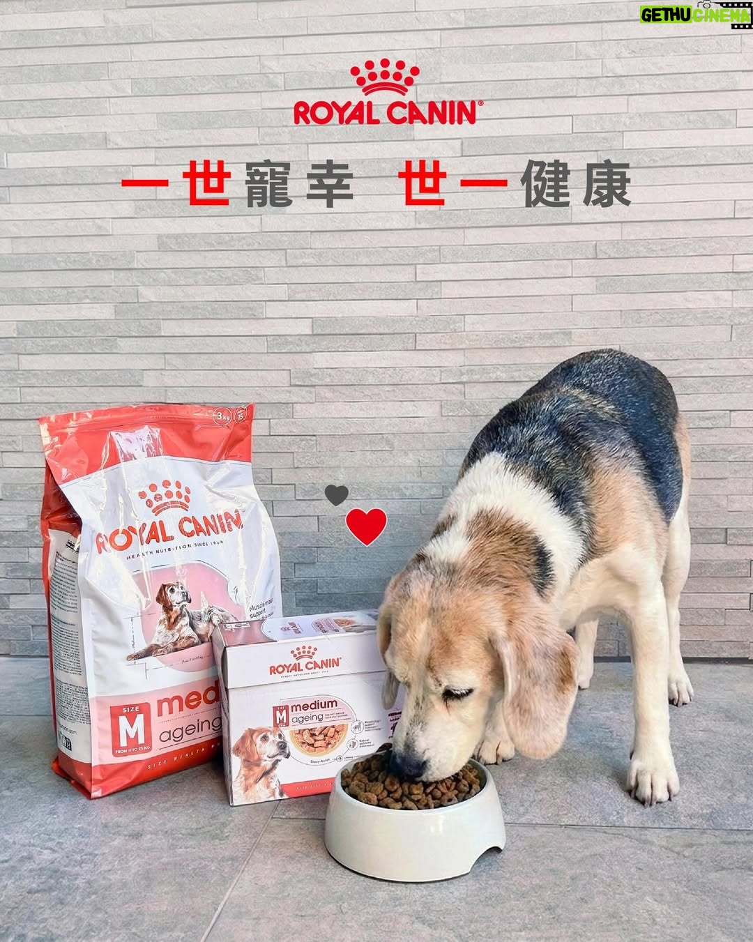 Jessica Hsuan - 8.2K Likes - 颱風之後，我接咗個「暫託失敗」嘅任務，仲升級做咗奴才😆
華加沙來襲前 ，喺Threads見到好多香港人幫手暫託shelter嘅毛孩，當刻感覺都應該要出一分力。打咗兩個唔同shelter嘅電話問，知道後生、冇病冇痛嘅狗狗，都已經俾人暫託晒。剩低喺度等緊人幫手嘅，全部都係老狗，或者係有病、有啲特別需要照顧嘅狗狗。

同姐姐商量過後，我哋兩個都覺得，既然我哋都有照顧老狗同病狗嘅經驗（姐姐仲係照顧病狗嘅能手！），不如就接呢啲最需要幫助嘅小朋友啦。就係咁，我哋就決定咗暫託細佬。

後來接左佢之後同shelter了解多啲，先知細佬原來舊年因為前主人要移民，所以被送咗入嚟。聽到呢度，個心真係「噏」一下，即刻同姐姐講：「唔得啦，我唔捨得送返佢返去shelter喇。」我只係想佢喺最後呢段日子，可以食得飽、瞓得好、過得開心。就係咁，我正式宣佈：我今次「暫託」任務，失敗喇！ 我要陪佢到尾。

細佬嘅日常，就係食、瞓、poopoo。
細佬已經14歲，每日大部分時間都好安靜咁瞓覺，係一隻好乖嘅老寶寶。佢食飯好開心，胃口仲好好，便便都好靚，身體底子原來唔錯。為咗安心，我第一時間帶佢去獸醫做body check。報告出嚟，總算放心晒，身體大致正常，只係眼睛同耳朵有少少發炎，即刻開始幫佢滴藥處理。至於體能呢，佢就有一般熟齡狗嘅問題，後腳有啲冇力，行路慢吞吞——不過，一見到食物或者零食，對腳即刻充滿力量，行快兩步都得！ 真係現實到不得了，笑死我。

既然身體冇大礙，我哋就開始幫佢從飲食入手，養好佢個老身體。目標好明確：唔好俾佢過重，同埋要提升活力同免疫力（同我哋人老咗要保養一樣㗎嘛！）。我揀咗Royal Canin 嘅熟齡犬系列狗糧俾佢。

點解揀Royal Canin呢？因為佢呢款糧係專為年長狗狗設計，針對老年期常見嘅健康需要，配方科學、營養均衡，幫助狗狗延緩衰老、保持活力。

1️⃣維持活力與免疫力 - 配方入面含有 EPA、DHA同抗氧化維他命 C、E，有助減低體內慢性炎症、提升免疫系統功能，等年長狗狗冇咁易病，精神都好啲。Omega-3 好野嚟㗎！仲可以改善細佬嘅皮膚狀況，減少乾燥痕癢，令佢地啲毛髮保持強韌有光澤。

2️⃣關節同肌肉保健 - 對年紀大嘅狗狗嚟講，關節問題好常見。Royal Canin 配方加入咗適量礦物質同關節營養素，幫助保持骨骼健康，同時有優質蛋白質，幫助維持肌肉量，等佢哋行得輕鬆啲、活動力高啲，見到零食跑得再快啲🤣。

3️⃣控制體重同時促進消化健康 - 年長狗狗會郁少好多，如果攝取太多熱量好容易變肥，雖然好可愛，但係會加重關節負擔。呢款糧控制咗熱量，食咗都Keep到Fit。而且用咗高消化率蛋白質，加埋均衡膳食纖維，幫助消化系統運作正常，減少軟便或腸胃不適，對好似細佬咁嘅大狗特別有幫助㗎。

而家嘅細佬，就係一位退休老爺。
佢每日主要任務就係瞓覺、等食、散步同便便。佢性格比較「狗本位」，鍾意同狗玩多過同人玩，所以我同姐姐都好有自知之明——我哋喺佢心目中，大概就係兩個負責開罐頭、清便便嘅「高級奴才」。😂

不過，真係冇所謂㗎。佢愛唔愛我，其實一啲都唔重要。我最想見到嘅，係佢每日瞓得安樂、食得滋味、便得暢順。只要佢過得開心，我就會跟住開心。 能夠陪住一個曾經被放棄嘅老靈魂，安安穩穩咁過日子，已經係我收到最好嘅禮物。❤️

希望細佬嘅故事，可以令更多人考慮幫助一啲年紀大、或者有特別需要嘅動物。佢哋嘅愛，一樣好純粹，好溫暖。

#RoyalCaninHK #獸醫推薦品牌 #熟齡系列 #一世寵幸世一健康 #全方位守護熟齡所需
@royalcaninhk