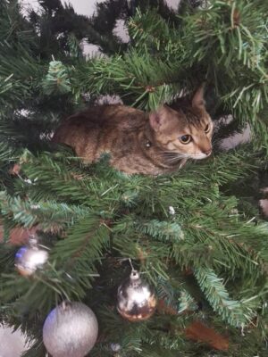 Jessica Hsuan Instagram - Our Christmas tree has been sitting in the box for 2 days. Someone has been waiting patiently for this moment.