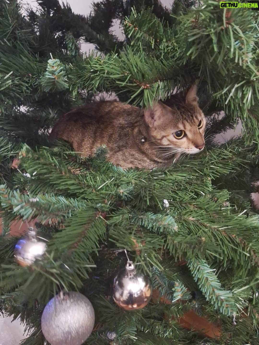 Jessica Hsuan - 5.1K Likes - Our Christmas tree has been sitting in the box for 2 days. Someone has been waiting patiently for this moment.