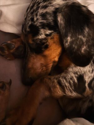 Jessica Sutta Instagram - A little love note to my fur babies:

You are my little galaxies—
star-souls wrapped in fur,
sent to earth to teach me
pure, unconditional light.

In your eyes, I see lifetimes.
In your presence, I feel peace.
Your love is cosmic truth—
simple, loyal, eternal.

Across every universe,
every version of me,
I know I would find you
and love you just the same.

You are the loves of my life,
my brightest stars,
my sweetest companions
in this wild, beautiful cosmos.

1st & 2nd photos by Viktor 
9th photo captured by my dear friend @itsmaryjacqueline Jesse’s ears!! 😍😭❤️🥹
13th photo hat by @xodebrawilliams