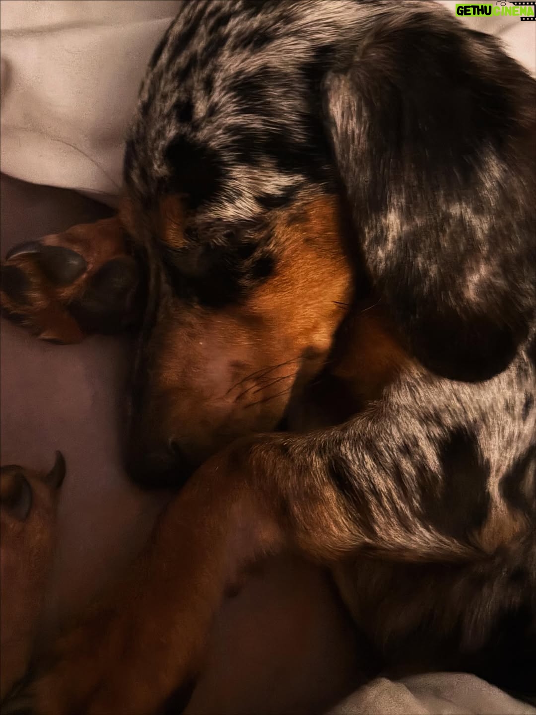 Jessica Sutta - 885 Likes - A little love note to my fur babies:

You are my little galaxies—
star-souls wrapped in fur,
sent to earth to teach me
pure, unconditional light.

In your eyes, I see lifetimes.
In your presence, I feel peace.
Your love is cosmic truth—
simple, loyal, eternal.

Across every universe,
every version of me,
I know I would find you
and love you just the same.

You are the loves of my life,
my brightest stars,
my sweetest companions
in this wild, beautiful cosmos.

1st & 2nd photos by Viktor 
9th photo captured by my dear friend @itsmaryjacqueline Jesse’s ears!! 😍😭❤️🥹
13th photo hat by @xodebrawilliams