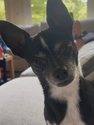 Jessica Sutta Instagram - A little love note to my fur babies:

You are my little galaxies—
star-souls wrapped in fur,
sent to earth to teach me
pure, unconditional light.

In your eyes, I see lifetimes.
In your presence, I feel peace.
Your love is cosmic truth—
simple, loyal, eternal.

Across every universe,
every version of me,
I know I would find you
and love you just the same.

You are the loves of my life,
my brightest stars,
my sweetest companions
in this wild, beautiful cosmos.

1st & 2nd photos by Viktor 
9th photo captured by my dear friend @itsmaryjacqueline Jesse’s ears!! 😍😭❤️🥹
13th photo hat by @xodebrawilliams