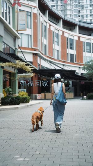 Joey Leong Instagram - 從樹芭走進城市
它有很多瞬間的奇怪表情
我來不及記錄下 比如:
不明白 為什麼落地窗是透明的卻走不出去
不明白 為什麼電梯這個箱子會上下移動
不明白 為什麼電視機裡住著另一個世界
不明白 為什麼鏡子裡的那隻狗總跟自己做一樣的動作
不明白 為什麼睡覺的地方涼涼的 還沒有泥巴
不明白 為什麼上下車後就會瞬移到各種精彩的地方
🩵
話說
阿福 要换名字吗?
Keep Ah Fook’s name, or change it?
#adoption #dogadoption #donation #goldenretriever
#carewithjoeyleong #dogshelter #adoptionsaveslives