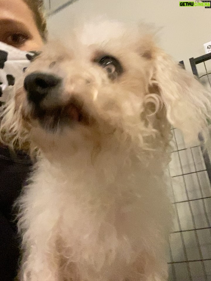 Johanna Braddy - 3.6K Likes - 💔 Our darling girl left us for heaven. I really don’t have the words to express how much we love her.
If you don’t know her story, here it is, along with a look at our time with her. Best time of our lives. She stared out as a hospice foster. We adopted her from @royalanimalrefuge when she was 12 years old. She was only supposed to live another month or so. She ended up having a large risky surgery from the amazing people @happytailsanimalhospital_ and it changed her life. She had been seen by multiple vets  who wouldn’t do the surgery. I slept on the floor with her for a month while she recovered. She was such a fighter. And boy once she recovered, she was a force to be reckoned with. We then got 4 1/2 more beautiful years with her. She’s come absolutely everywhere with us. My little shadow. Every room I went into, every shopping trip, every golf cart ride, every road trip. If there was somewhere we couldn’t take her, she went to grandma’s house. She didn’t like being alone and we never wanted her to feel that. 17 years young. She was the most zesty loving spirit. I can’t believe she’s gone but I’m so grateful we were lucky enough to live out her golden years with her. Such a blessing that she trusted us and loved us. 
Our little wolf. Our bed buddy, our life long love.
We miss you and love you forever. @adventuresofaddygirl