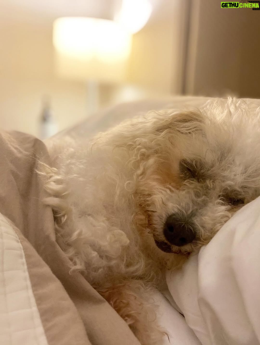 Johanna Braddy - 3.6K Likes - 💔 Our darling girl left us for heaven. I really don’t have the words to express how much we love her.
If you don’t know her story, here it is, along with a look at our time with her. Best time of our lives. She stared out as a hospice foster. We adopted her from @royalanimalrefuge when she was 12 years old. She was only supposed to live another month or so. She ended up having a large risky surgery from the amazing people @happytailsanimalhospital_ and it changed her life. She had been seen by multiple vets  who wouldn’t do the surgery. I slept on the floor with her for a month while she recovered. She was such a fighter. And boy once she recovered, she was a force to be reckoned with. We then got 4 1/2 more beautiful years with her. She’s come absolutely everywhere with us. My little shadow. Every room I went into, every shopping trip, every golf cart ride, every road trip. If there was somewhere we couldn’t take her, she went to grandma’s house. She didn’t like being alone and we never wanted her to feel that. 17 years young. She was the most zesty loving spirit. I can’t believe she’s gone but I’m so grateful we were lucky enough to live out her golden years with her. Such a blessing that she trusted us and loved us. 
Our little wolf. Our bed buddy, our life long love.
We miss you and love you forever. @adventuresofaddygirl