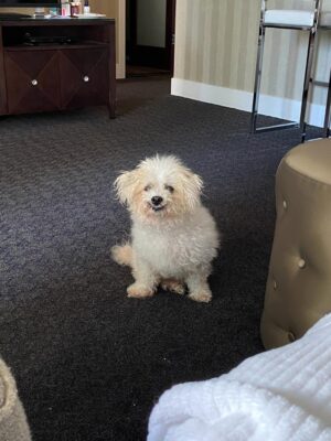 Johanna Braddy Instagram - 💔 Our darling girl left us for heaven. I really don’t have the words to express how much we love her.
If you don’t know her story, here it is, along with a look at our time with her. Best time of our lives. She stared out as a hospice foster. We adopted her from @royalanimalrefuge when she was 12 years old. She was only supposed to live another month or so. She ended up having a large risky surgery from the amazing people @happytailsanimalhospital_ and it changed her life. She had been seen by multiple vets  who wouldn’t do the surgery. I slept on the floor with her for a month while she recovered. She was such a fighter. And boy once she recovered, she was a force to be reckoned with. We then got 4 1/2 more beautiful years with her. She’s come absolutely everywhere with us. My little shadow. Every room I went into, every shopping trip, every golf cart ride, every road trip. If there was somewhere we couldn’t take her, she went to grandma’s house. She didn’t like being alone and we never wanted her to feel that. 17 years young. She was the most zesty loving spirit. I can’t believe she’s gone but I’m so grateful we were lucky enough to live out her golden years with her. Such a blessing that she trusted us and loved us. 
Our little wolf. Our bed buddy, our life long love.
We miss you and love you forever. @adventuresofaddygirl
