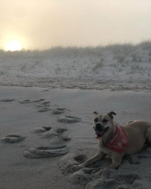 Kelli Giddish Instagram - lost my girl yesterday.  she’s been by my side every step for nearly 15 years.  wise, warm, gentle but our family’s fierce protector.  my protector and confidante.
i don’t really have the words to say every thing that she meant to me- so much love in my heart and hers, we found each other- and that’s what i’m beyond thankful for.