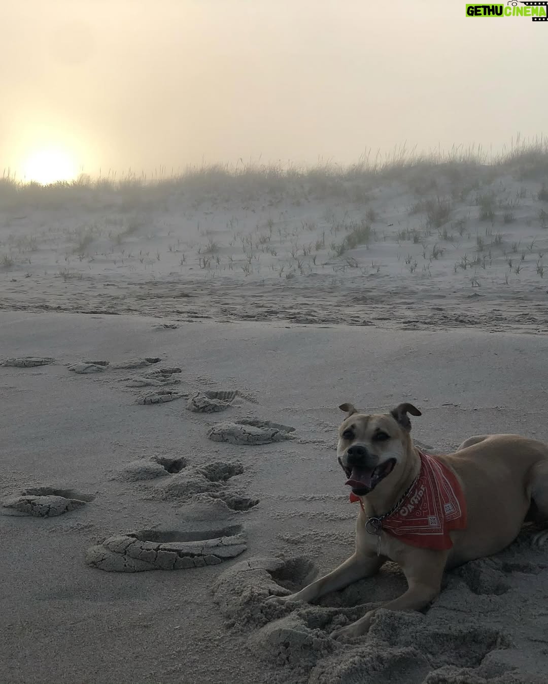 Kelli Giddish - 54.2K Likes - lost my girl yesterday.  she’s been by my side every step for nearly 15 years.  wise, warm, gentle but our family’s fierce protector.  my protector and confidante.
i don’t really have the words to say every thing that she meant to me- so much love in my heart and hers, we found each other- and that’s what i’m beyond thankful for.