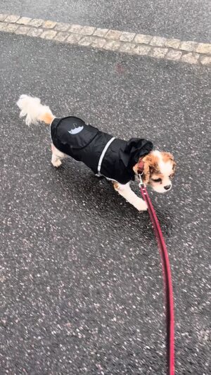 Larissa Rieß Instagram - #cavalier #cavalierkingcharles #cavalierkingcharlesspaniel #comedy #funnydog #funnyanimals