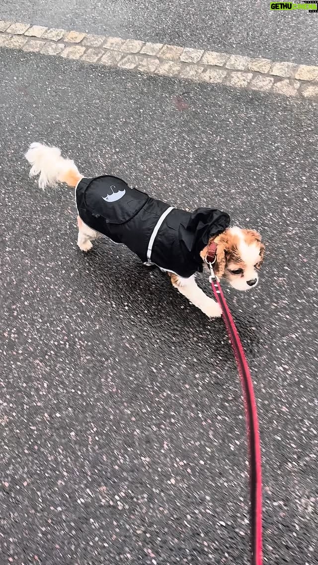 Larissa Rieß - 2.5K Likes - #cavalier #cavalierkingcharles #cavalierkingcharlesspaniel #comedy #funnydog #funnyanimals