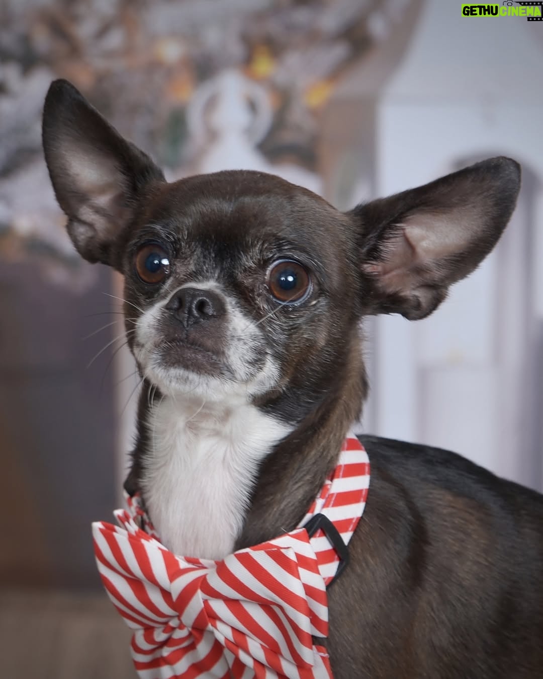 Lauren Ash - 8.9K Likes - First round of my 2025 holiday pics with Bean! Is Christmas a major part of my personality? Yes. Is that why I released a pop punk Christmas EP in 2023? Also yes. Add the tunes to your holiday playlists! Also swipe to seek my adorable baby child in her festive collars!