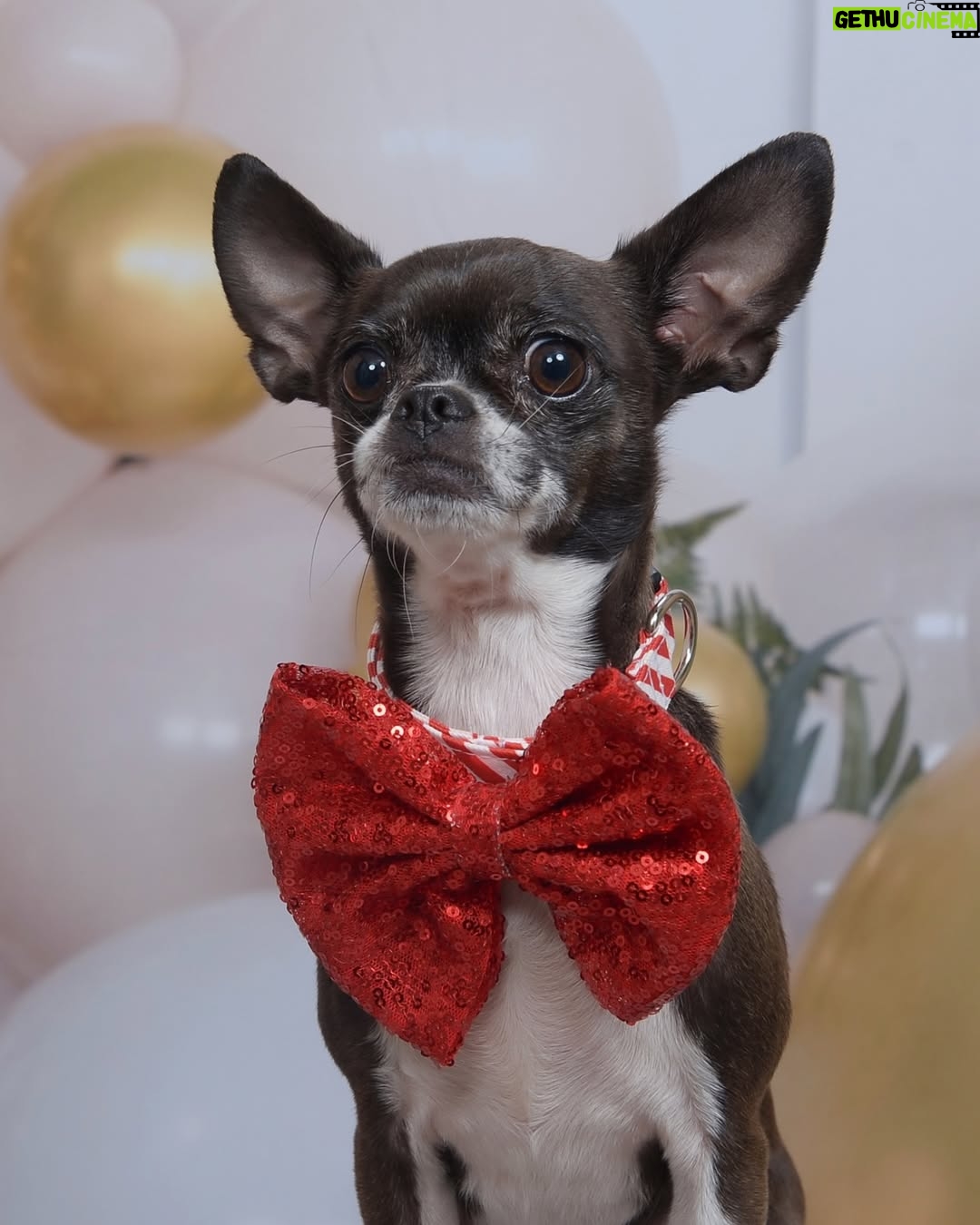 Lauren Ash - 8.9K Likes - First round of my 2025 holiday pics with Bean! Is Christmas a major part of my personality? Yes. Is that why I released a pop punk Christmas EP in 2023? Also yes. Add the tunes to your holiday playlists! Also swipe to seek my adorable baby child in her festive collars!