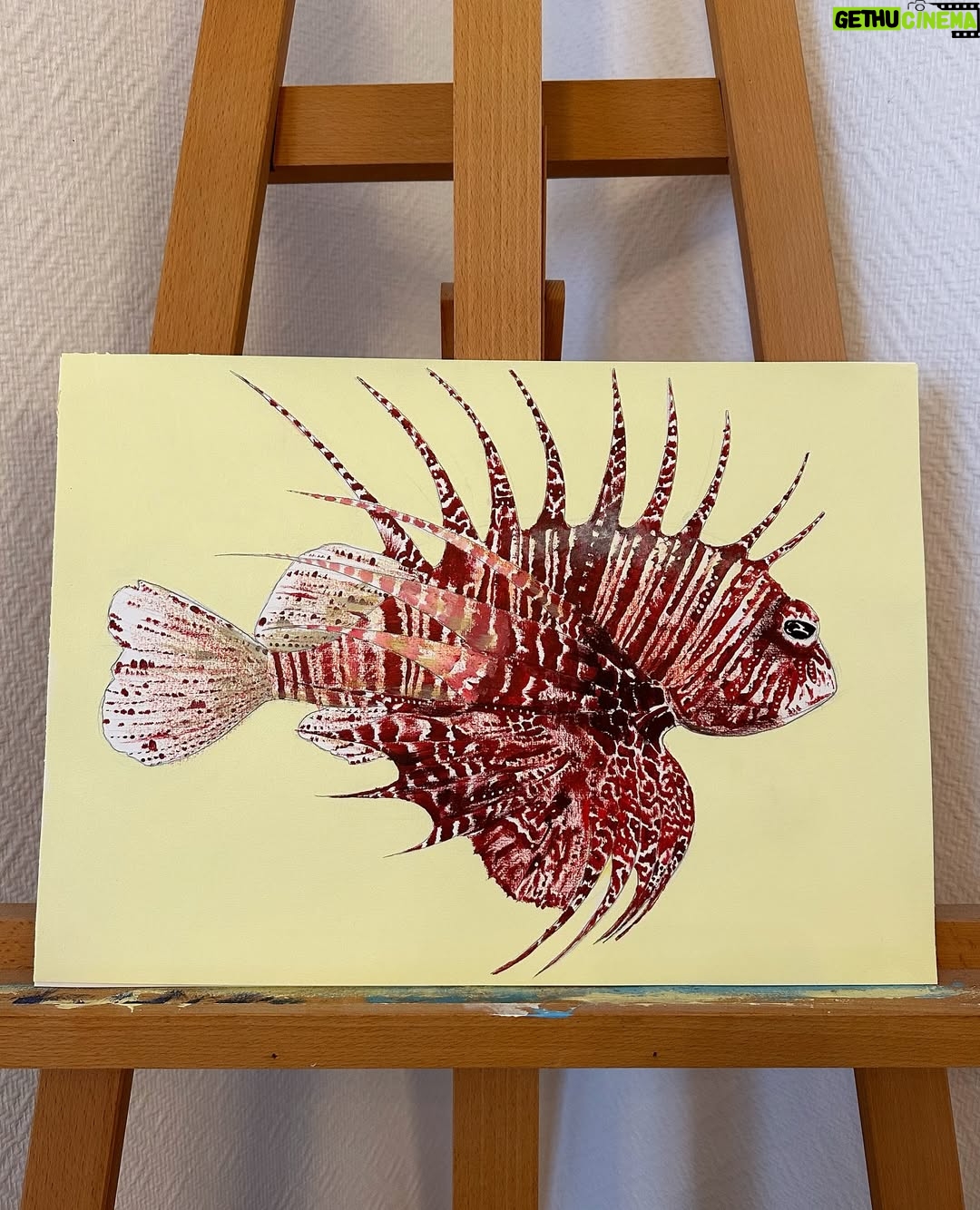 Laurène Arnoux - 30.7K Likes - Rascasse volante à l’acrylique et pastel sec 29,7x42cm