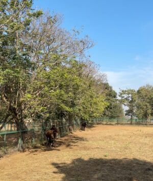 Lin Laishram Instagram - Christmas filled with fresh air and lots of horsey love because sometimes the quiet moments in nature are the real celebration.🐴🌲❤️ Where the world slows down and makes you relook at what really matters. About the moments and the sunsets.
Chrismas 2025
