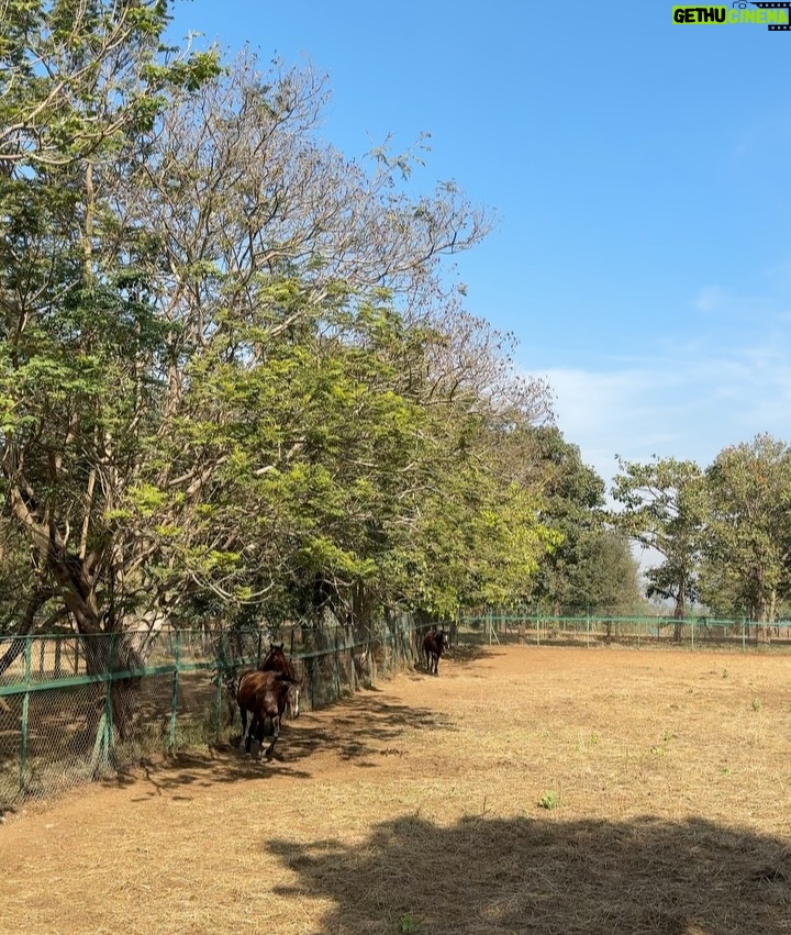 Lin Laishram - 45.6K Likes - Christmas filled with fresh air and lots of horsey love because sometimes the quiet moments in nature are the real celebration.🐴🌲❤️ Where the world slows down and makes you relook at what really matters. About the moments and the sunsets.

Chrismas 2025