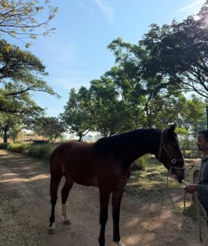 Lin Laishram Instagram - Christmas filled with fresh air and lots of horsey love because sometimes the quiet moments in nature are the real celebration.🐴🌲❤️ Where the world slows down and makes you relook at what really matters. About the moments and the sunsets.

Chrismas 2025