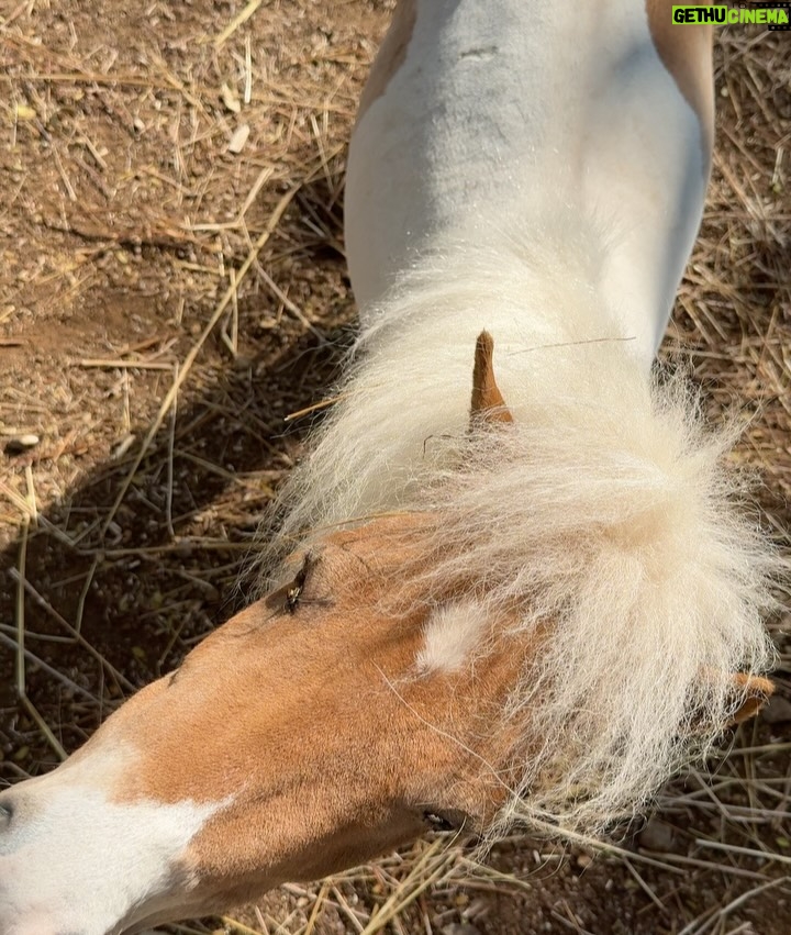 Lin Laishram - 45.6K Likes - Christmas filled with fresh air and lots of horsey love because sometimes the quiet moments in nature are the real celebration.🐴🌲❤️ Where the world slows down and makes you relook at what really matters. About the moments and the sunsets.

Chrismas 2025