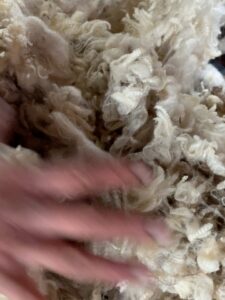 Lisa-Marie Koroll Instagram - 🐑