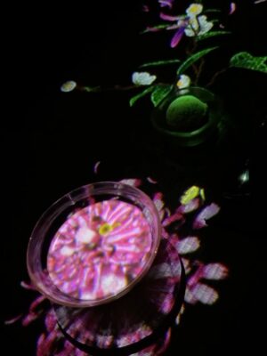 Lorene Ren Instagram - 走進澳門的 TeamLab,好像闖進一場迷幻的夢境😍
光在流動、花在盛開,腳步也不自覺地慢了下來。
在光海裡旋轉、在繽紛的舞池裡跳舞💃🏻
在大球之間穿梭,在蘭花雨下靜靜坐著🌼
TeamLab 好美,
但更美的是——
在這迷幻的場景裡,
重新感覺到心裡那輕輕的、暖暖的悸動💗