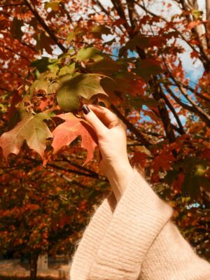 Madeleine Humphries Instagram - Fall 🍂🍁🍂
NYC Central Park 2025 
Starting fo get use to the seasons changing 🤍
What’s your favorite season? 

📸 @noelbgerard 
@nosh0ots 
#nycphotography #centralpark #fallnyc #noshoots